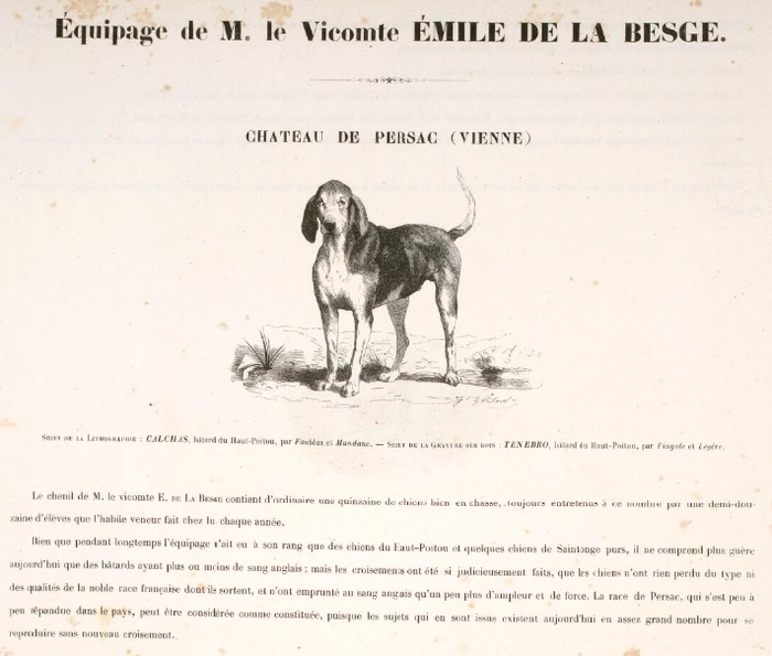 Chien de Persac par J. Gélibert - Tiré de l'Exposition du Bois de Boulogne (1863) - Journal des chasseurs